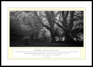 02.01.01.09.A — Landscapes — Old Trees — PhotoPrint™