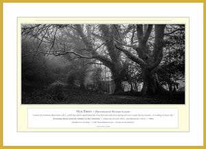 02.01.01.09.A — Landscapes — Old Trees — PhotoPrint™