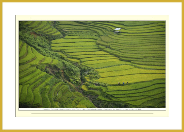 02.01.01.22.B — Landscapes — Terraced Farmland — SoloPhoto™