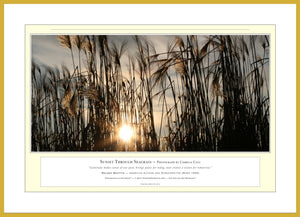 02.01.01.27.A — Landscapes — Sunset Through Seagrass — PhotoPrint™