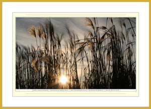 02.01.01.27.B — Landscapes — Sunset Through Seagrass — SoloPhoto™