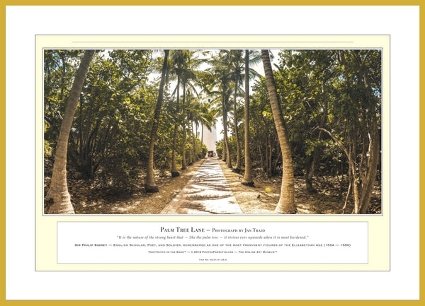 02.01.01.42.A — Landscapes — Palm Tree Lane — PhotoPrint™