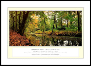 03.01.01.11.A — Water Scenes — Deep Forest Stream — PhotoPrint™