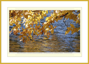 03.01.01.25.B — Water Scenes — Golden Leaves and Water — SoloPhoto™