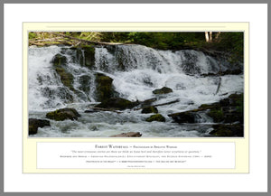 03.01.01.36.A — Water Scenes — Forest Waterfall — PhotoPrint™