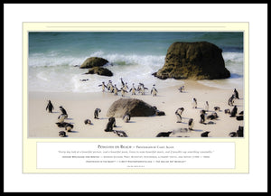 04.01.01.01.A — Animals — Penguins on Beach — PhotoPrint™