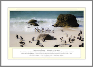 04.01.01.01.A — Animals — Penguins on Beach — PhotoPrint™