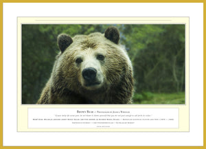 04.01.01.02.A — Animals — Brown Bear — PhotoPrint™