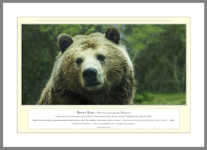 04.01.01.02.A — Animals — Brown Bear — PhotoPrint™