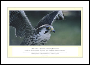 04.01.01.05.A — Animals — Blue Eagle — PhotoPrint™