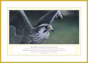 04.01.01.05.A — Animals — Blue Eagle — PhotoPrint™