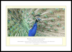 04.01.01.06.A — Animals — Peacock — PhotoPrint™