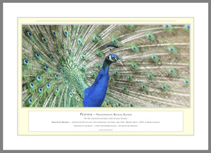 04.01.01.06.A — Animals — Peacock — PhotoPrint™