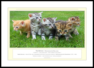 04.01.01.07.A — Animals — Five Kittens — PhotoPrint™