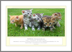 04.01.01.07.A — Animals — Five Kittens — PhotoPrint™