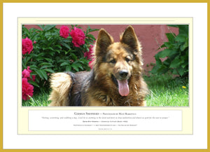 04.01.01.11.A — Animals — German Shepherd — PhotoPrint™