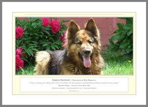 04.01.01.11.A — Animals — German Shepherd — PhotoPrint™