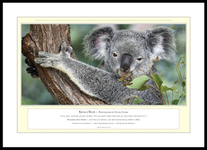 04.01.01.12.A — Animals — Koala Bear — PhotoPrint™