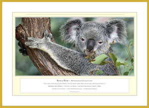 04.01.01.12.A — Animals — Koala Bear — PhotoPrint™