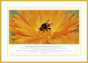 04.01.01.13.A — Animals — Bee Gathering Nectar and Pollen — PhotoPrint™