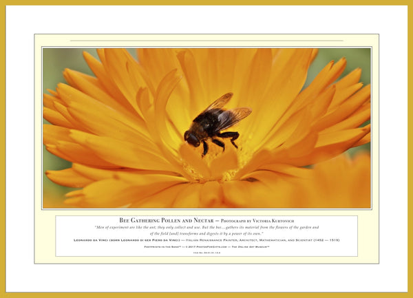 04.01.01.13.A — Animals — Bee Gathering Nectar and Pollen — PhotoPrint™