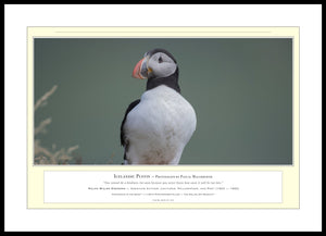 04.01.01.14.A — Animals — Icelandic Puffin — PhotoPrint™