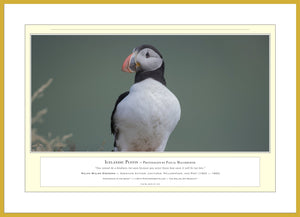 04.01.01.14.A — Animals — Icelandic Puffin — PhotoPrint™