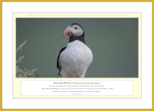 04.01.01.14.A — Animals — Icelandic Puffin — PhotoPrint™