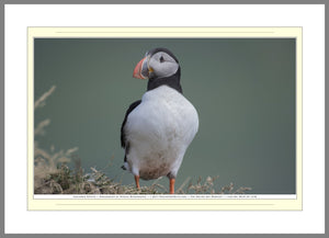 04.01.01.14.B — Animals — Icelandic Puffin — SoloPhoto™