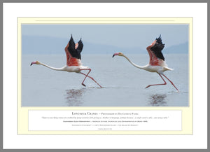 04.01.01.15.A — Animals — Longneck Cranes — PhotoPrint™