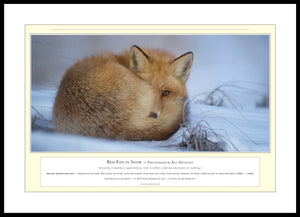 04.01.01.16.A — Animals — Red Fox in Snow — PhotoPrint™