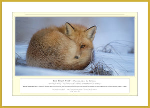 04.01.01.16.A — Animals — Red Fox in Snow — PhotoPrint™