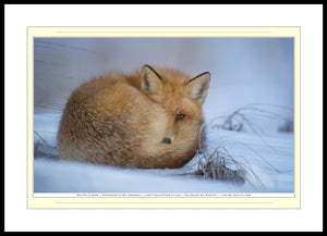 04.01.01.16.B — Animals — Red Fox in Snow — SoloPhoto™