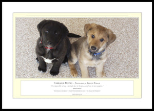 04.01.01.18.A — Animals — Labrador Puppies — PhotoPrint™