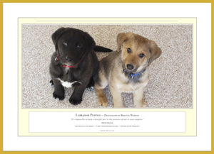 04.01.01.18.A — Animals — Labrador Puppies — PhotoPrint™