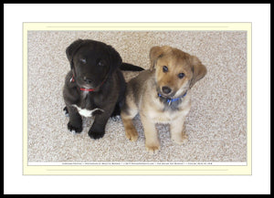 04.01.01.18.B — Animals — Labrador Puppies — SoloPhoto™