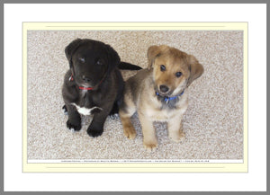 04.01.01.18.B — Animals — Labrador Puppies — SoloPhoto™