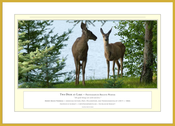 04.01.01.20.A — Animals — Two Deer at Lake — PhotoPrint™