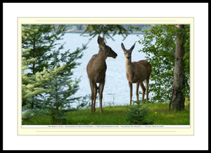 04.01.01.20.B — Animals — Two Deer at Lake — SoloPhoto™