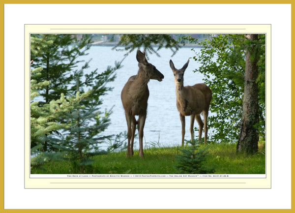 04.01.01.20.B — Animals — Two Deer at Lake — SoloPhoto™