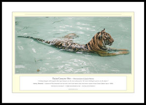 04.01.01.21.A — Animals — Tiger Cooling Off — PhotoPrint™