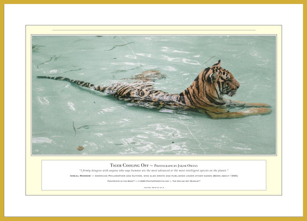 04.01.01.21.A — Animals — Tiger Cooling Off — PhotoPrint™