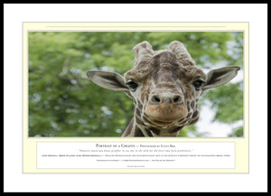 04.01.01.22.A — Animals — Portrait of a Giraffe — PhotoPrint™