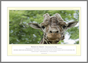 04.01.01.22.A — Animals — Portrait of a Giraffe — PhotoPrint™