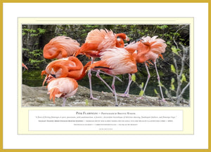 04.01.01.23.A — Animals — Pink Flamingos — PhotoPrint™