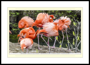 04.01.01.23.B — Animals — Pink Flamingos — SoloPhoto™