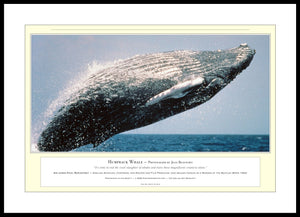 04.01.01.24.A — Animals — Humpback Whale — PhotoPrint™