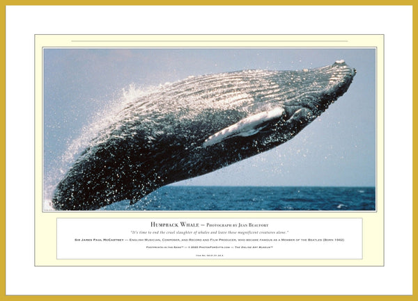 04.01.01.24.A — Animals — Humpback Whale — PhotoPrint™