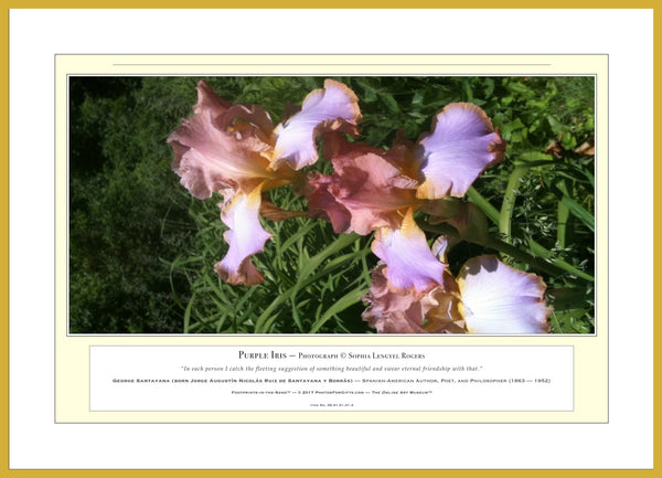 06.01.01.01.A — Flowers and Gardens — Purple Iris — PhotoPrint™