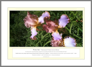 06.01.01.01.A — Flowers and Gardens — Purple Iris — PhotoPrint™